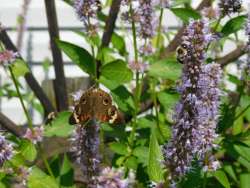 Buckeye Butterfly Photo: Bonnie Honaberger