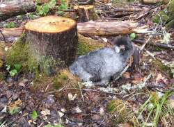 dog hunting squirrel Photo: Lonnie Jandreau