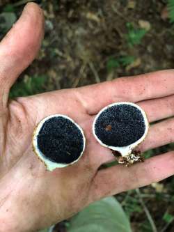 Puffball Photo: Hale Morrell