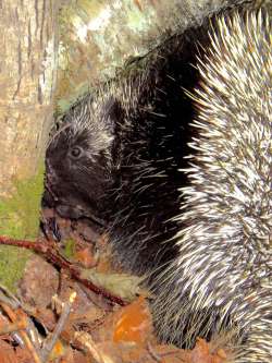 Porcupine Photo: Frank Kaczmarek