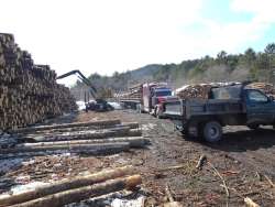 Log yard Photo: Gordon Gould