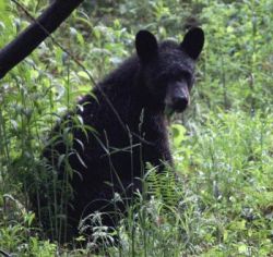 June 2020 - Part Two Photo: Richard Carbonetti