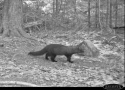 Backyard fisher Photo: Kirk Gentalen