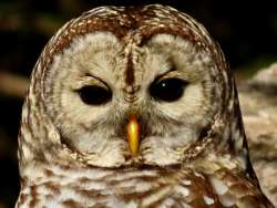 Barred owl Photo: John DeWitt