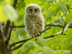 Barred owlet Photo: Maryellen Dolan