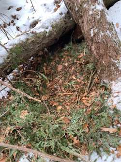 Black bear nest Photo: Dawn Brooks