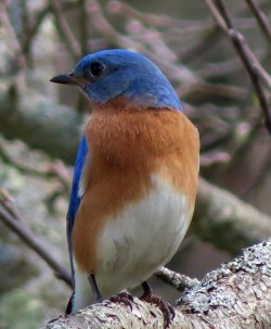 Bluebird Photo: Cathy Weaver Taylor