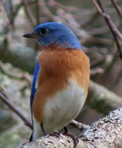 Bluebird Photo: Cathy Weaver Taylor
