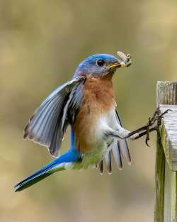 Bluebird Photo: Ross Lanius