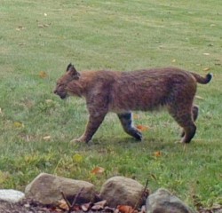 Bobcat in October Photo: Susan Fly