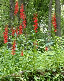 Cardinal flowers Photo: Sheri Larsen