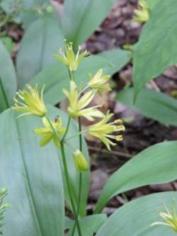 Clintonia Photo: Harriet Szanto