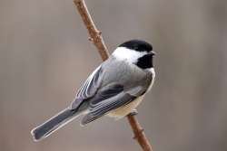 Chickadee Photo: Olivia Douhan