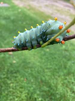 Caterpillar Photo: Chris Duff