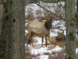 Elk Herd Photo: Bonnie Honaberger