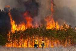 Prescribed Fire Photo: Joel R. Carlson