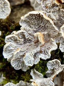 Crimped gill Photo: Kirk Gentalen