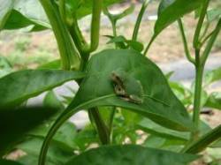 Gray Tree Frog Photo: Cindy Morin