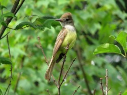 13_great_crested_flycatcher.jpg