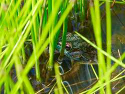 Green blue frog Photo: Cindy Morin