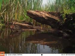 Green Day Photo: Northern Woodlands