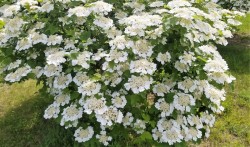 Highbush Cranberries Photo: Ed Baum