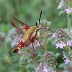 Hummingbird moth Photo: Amy Quist