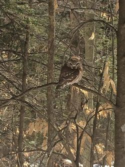 March 2017 Photo: Andrew Sheere, Long View Forest