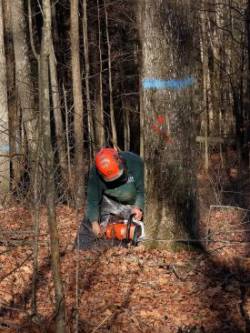 Logging Photo: Charlie Schwarz