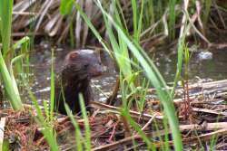 Mink Photo: Lee Toomey