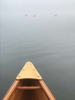 Misty loons Photo: Bruce Lindwall