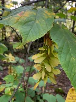 Moosewood Photo: Bill-lee Abbott