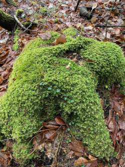 Mossy log Photo: Bruce Barry