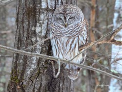 Napping owl Photo: Barry Draper