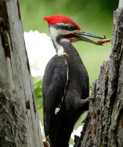 Woodpecker Photo: Anthony L. Brainerd