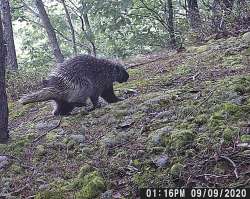 Porcupine Photo: Bonnie Honaberger