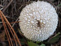 Puffballs Photo: Frank Kaczmarek