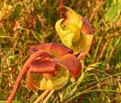 Purple pitcher plant Photo: Richard Philben