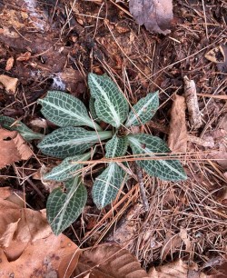 Rattlesnake plantain Photo: Toby Kravitz