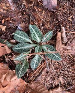 Rattlesnake plantain Photo: Toby Kravitz