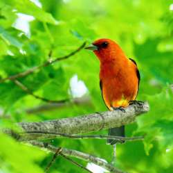 Scarlet tanager Photo: Cheryl Metcalf