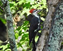 Woodpecker Photo: Kathleen Bross