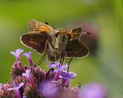 Skipper Photo: Ross Lanius