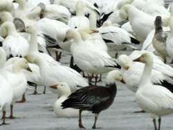 Snow geese Photo: Bonnie Honaberger