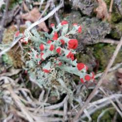 Soldier Lichen Photo: Becky Silvis