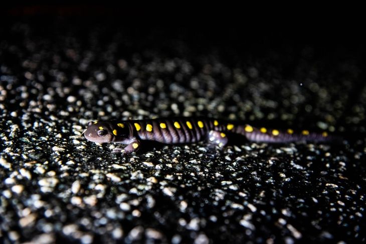 Spottie the salamander