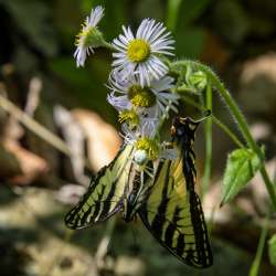 Swallowtail Photo: AM Dannis