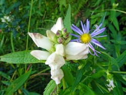 Turtlehead aster Photo: Sheri Larsen