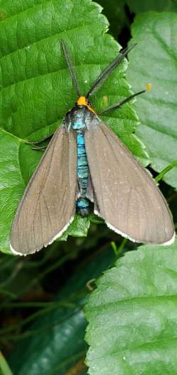 Moth Photo: Susan Lichty