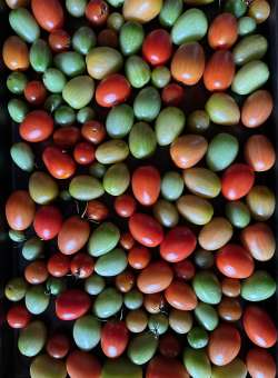 Tomatoes Photo: Carolyn  Wheeler